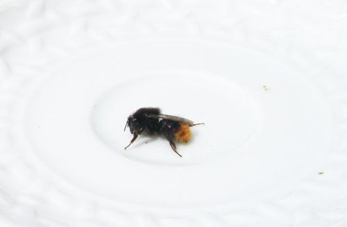 Bombus sp.